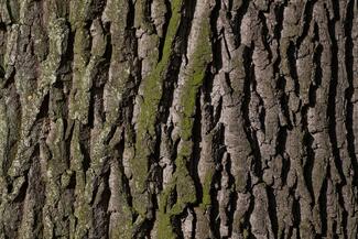 tree bark