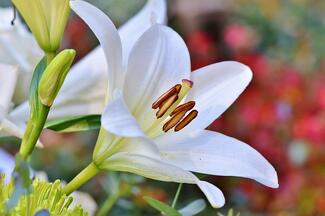 lily blossom