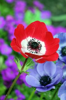 Poppy