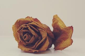 dried rose