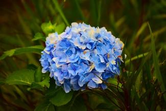 big blue flower